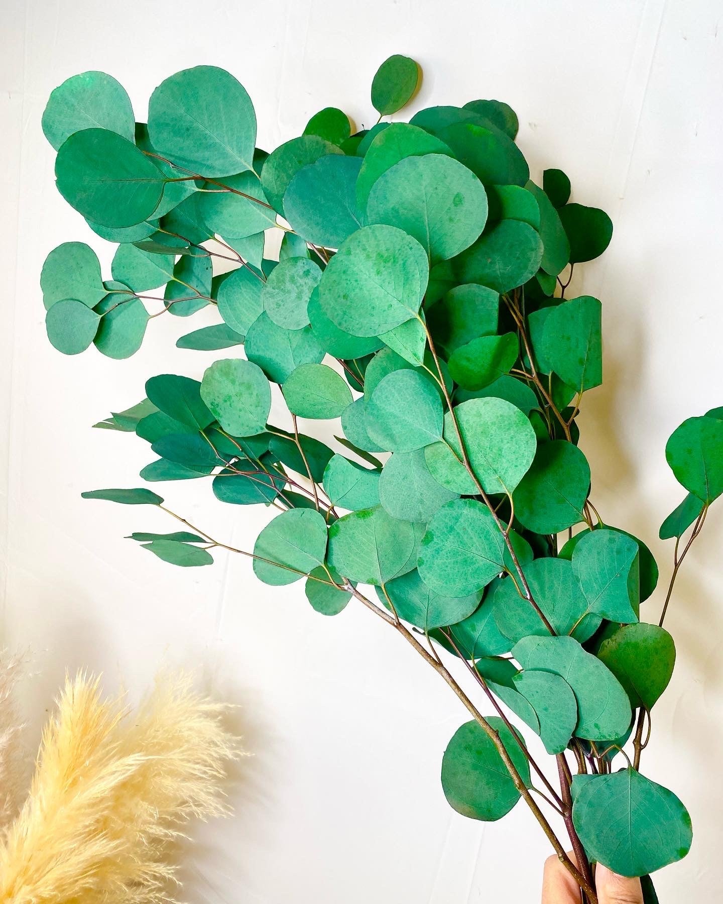 Silver Dollar Eucalyptus